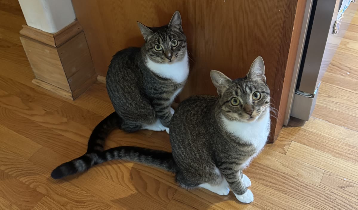 Two tabby cats with white chests sitting side by side on a wood floor, looking up at the camera.