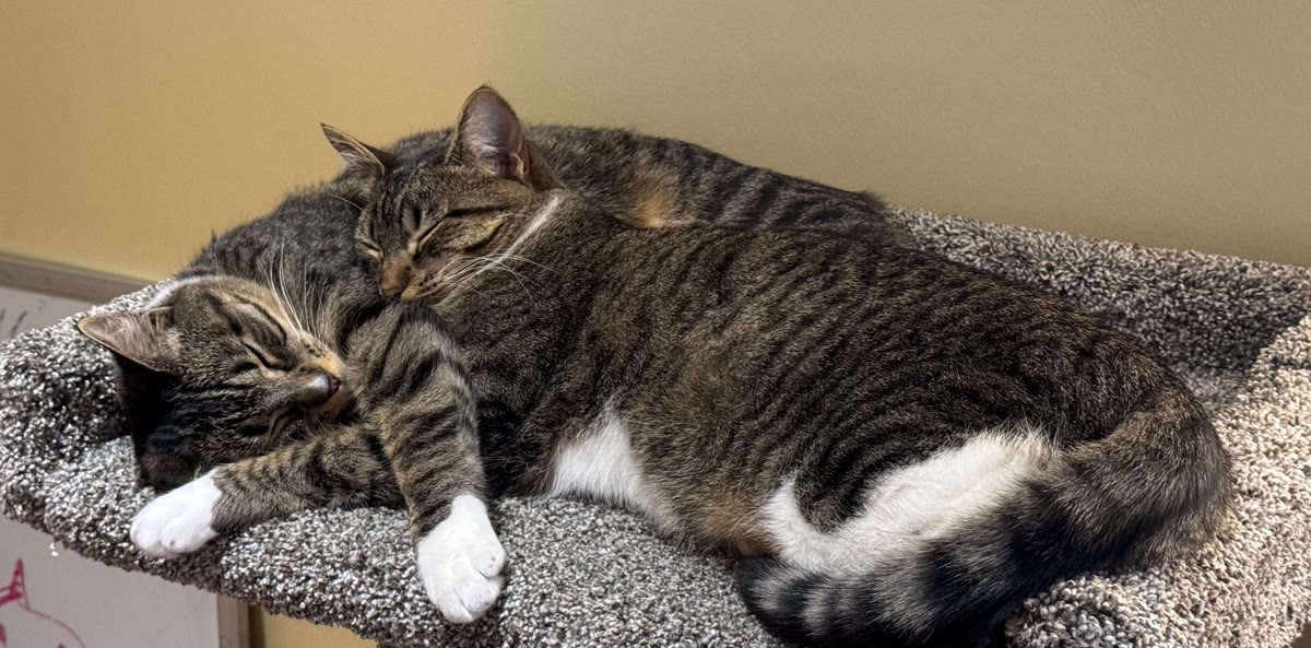 The same two tabby cats curled up asleep together on a carpeted cat tree.